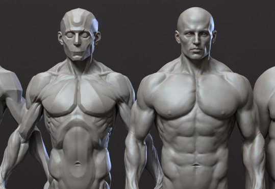 Zbrush 中级解剖学（男性）