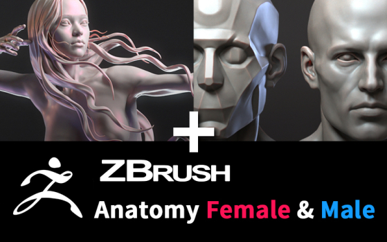 Zbrush Anatomy Female + Male