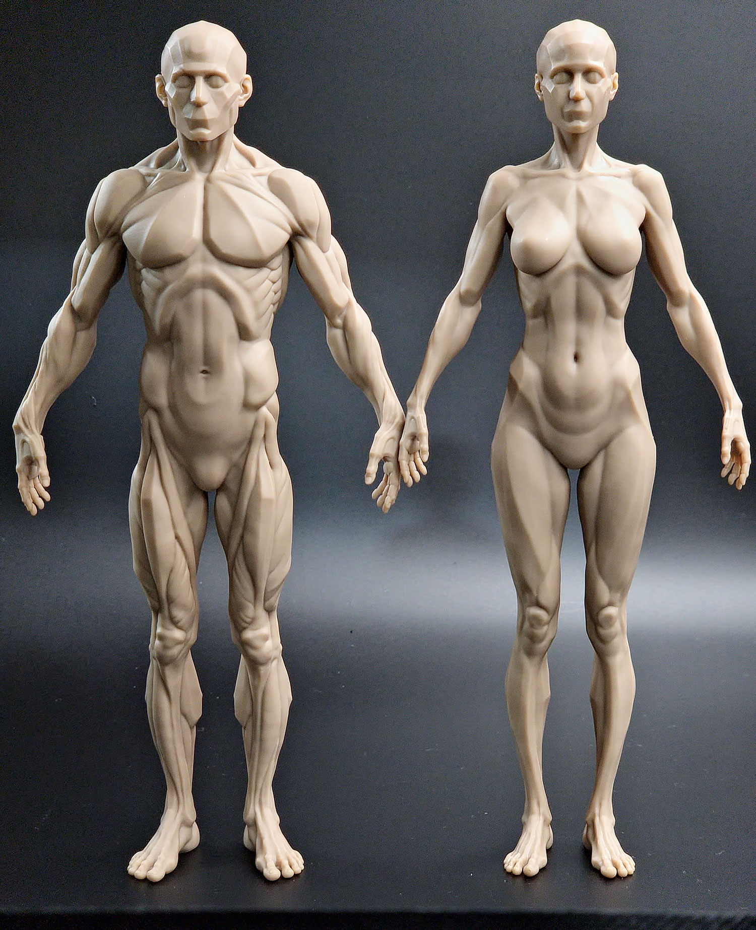 Anatomy 피규어 (남성 + 여성)