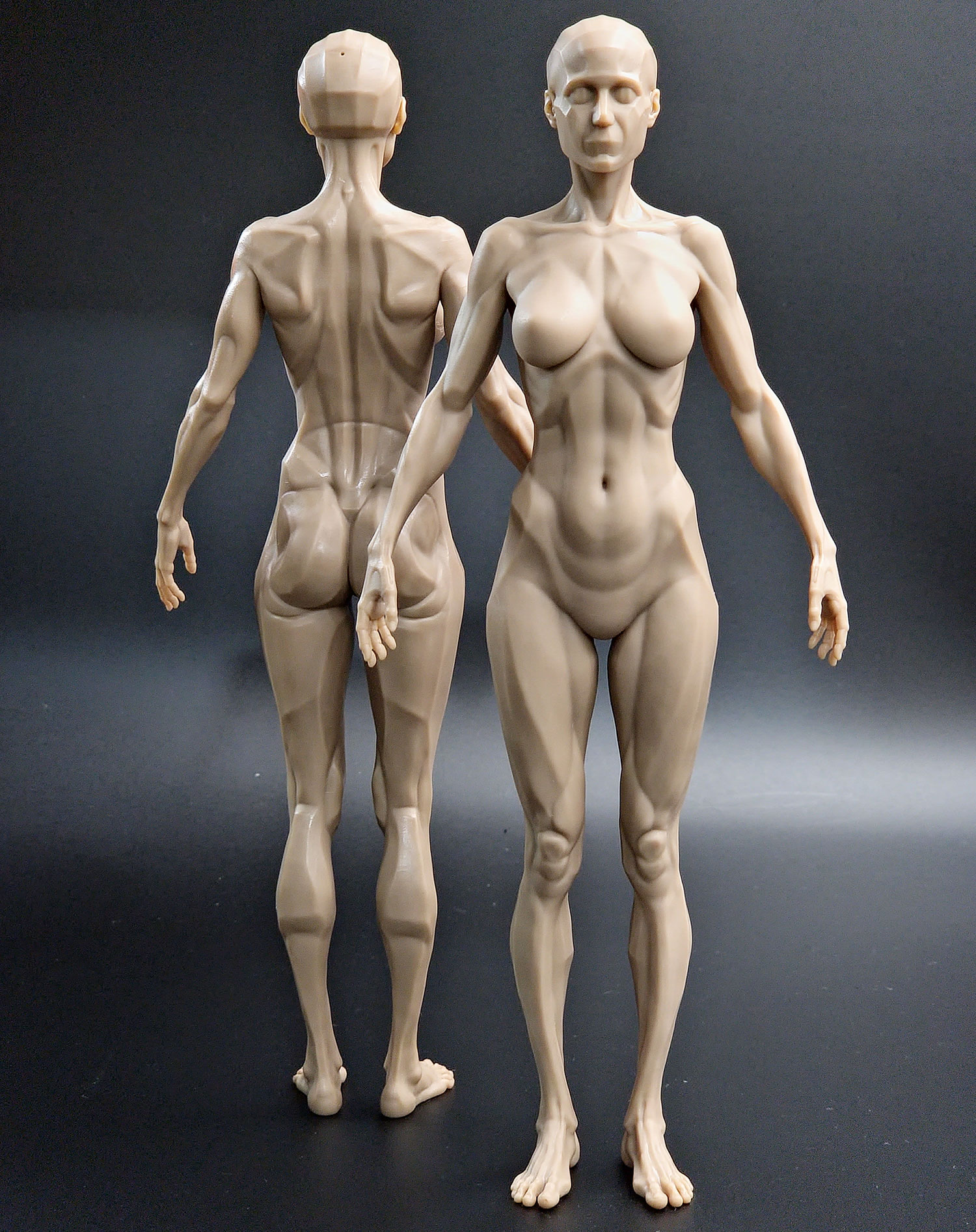 Anatomy 피규어 (여성)
